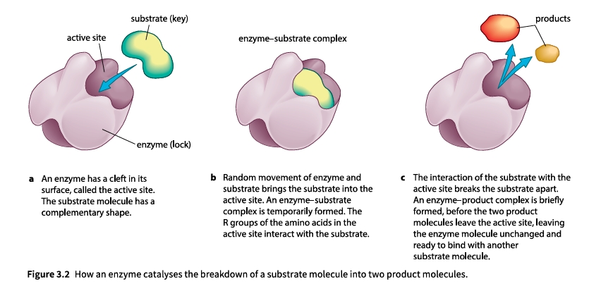 Figure 3.2 How an enzyme catalyses the breakdown of a substrate molecule into two product molecules