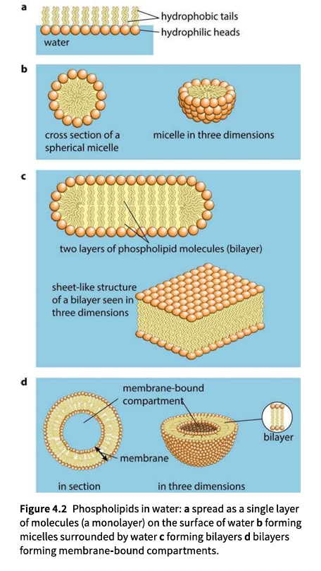 Figure 4.2 Phospholipids in water