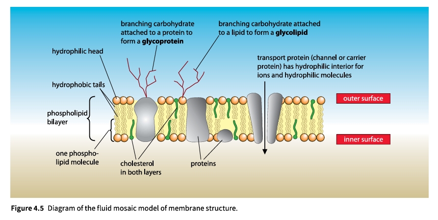 Figure 4.5 Detailed Cross Section