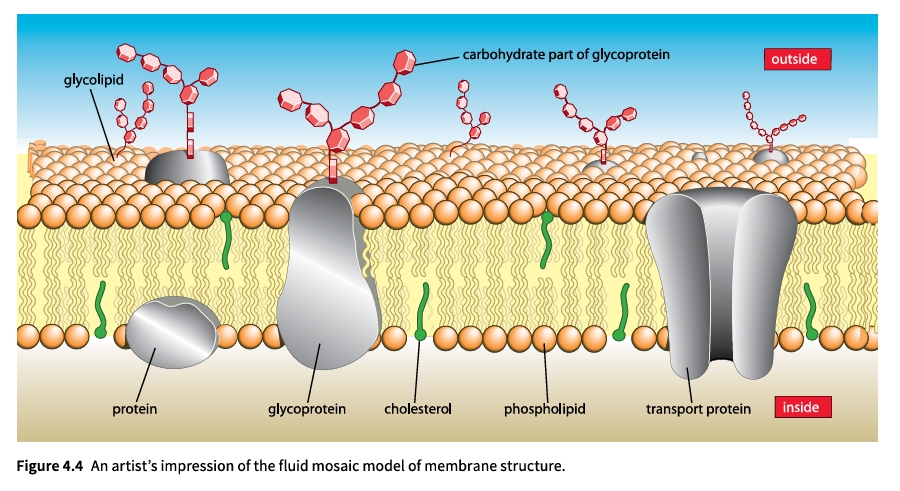 Figure 4.4 Fluid Mosaic Model
