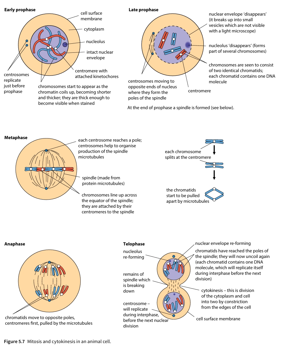 Figure 5.7 Mitosis and cytokinesis in an animal cell