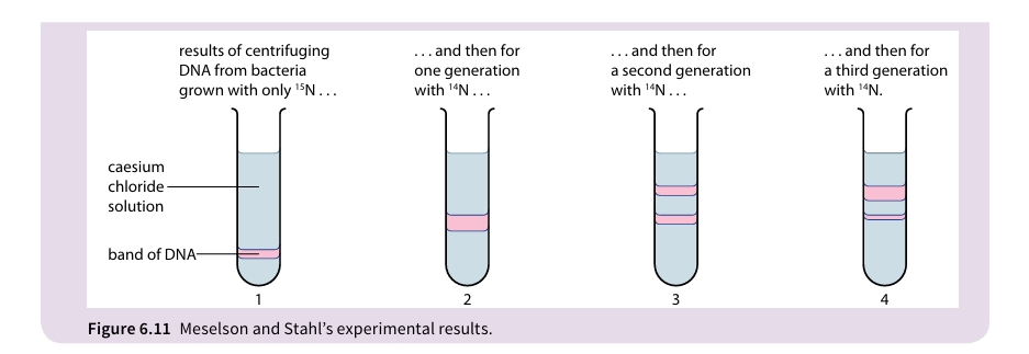 Figure 6.11 Meselson and Stahl's experimental results