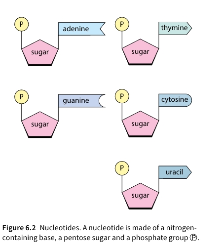 Figure 6.2 Nucleotides