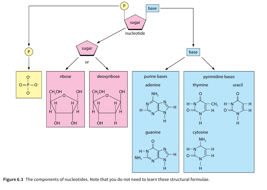 Figure 6.3 The components of nucleotides