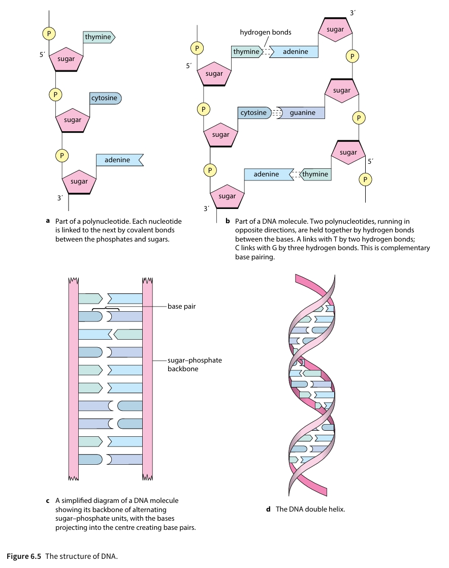 Figure 6.5 The structure of DNA