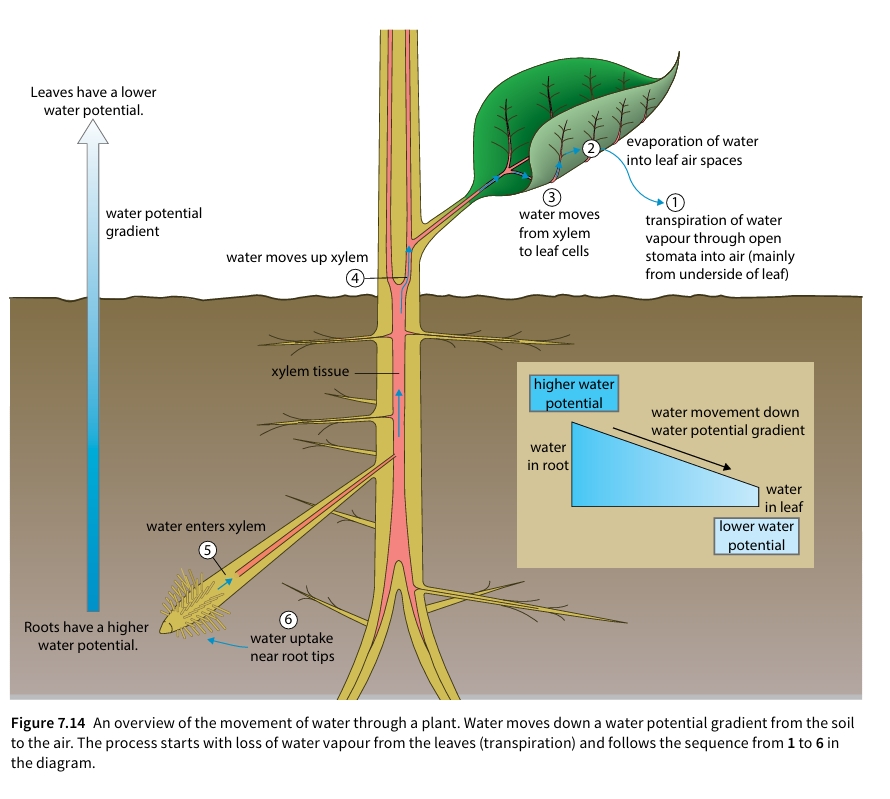 Figure 7.14 Overview of the movement of water through a plant down a water potential gradient from soil to air