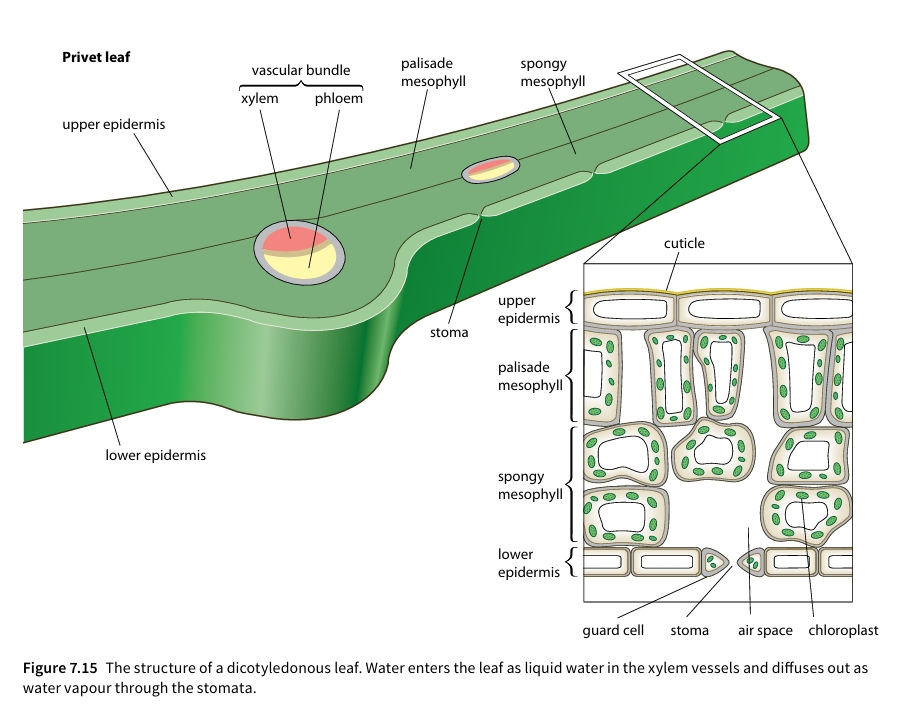 Figure 7.15 The structure of a dicotyledonous leaf