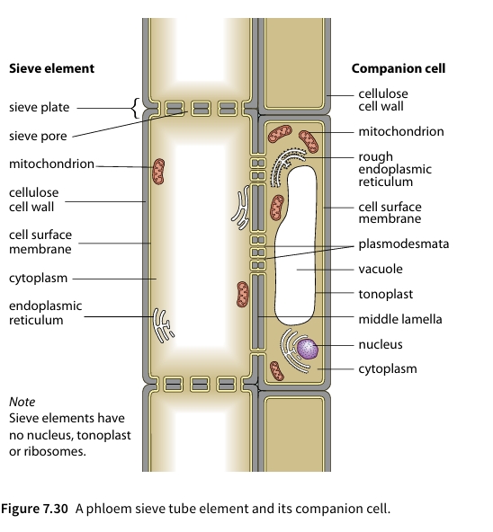 Figure 7.30 A phloem sieve tube element and its companion cell