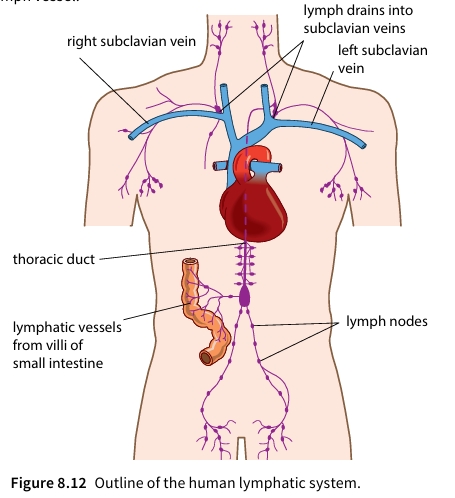 Outline of the human lymphatic system