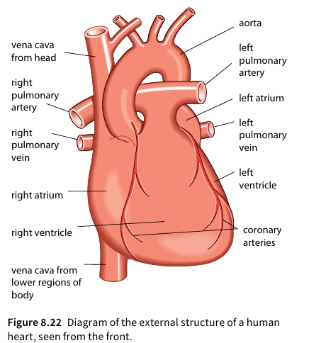 Diagram of the external structure of a human heart, seen from the front