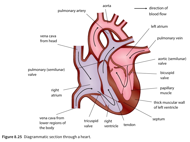 Diagrammatic section through a heart