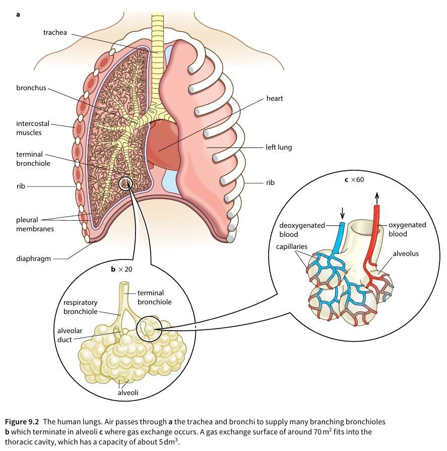 Figure 9.2 The human lungs showing trachea, bronchi, bronchioles, and alveoli structure