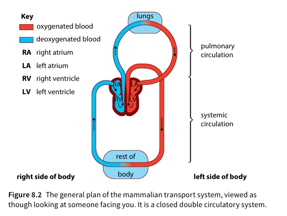 The general plan of the mammalian transport system