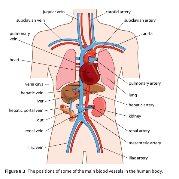 The positions of some of the main blood vessels in the human body